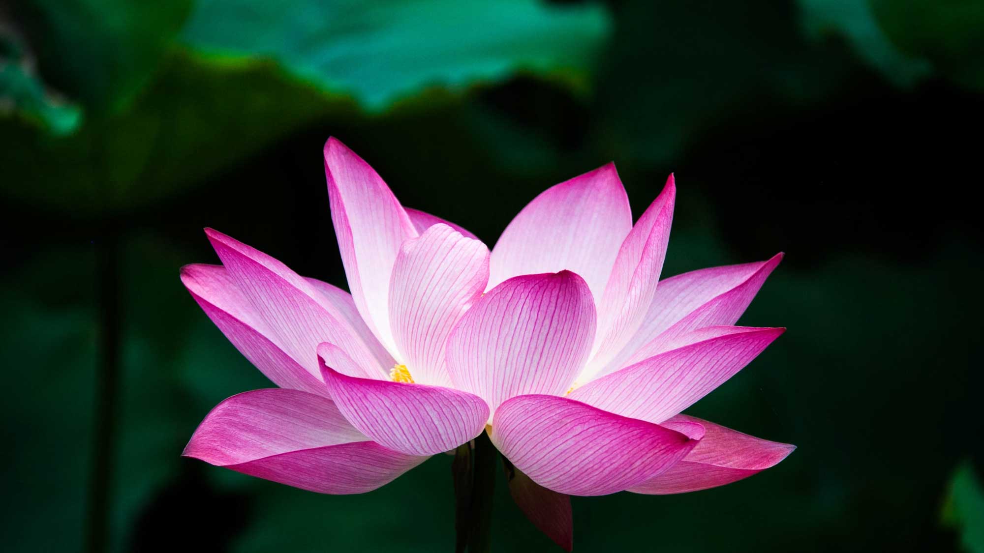 view of a purple lotus in nature