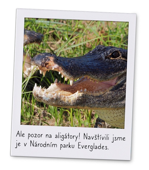 Polaroid aligátora v parku Everglades